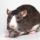 Explosive compound reduced blood pressure in female offspring of hypertensive rats